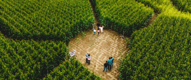 Families exploring a large corn maze.