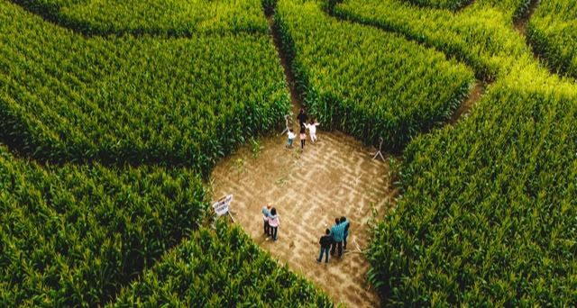 Aerial view of a corn maze with several people walking along the paths surrounded by tall green corn plants.