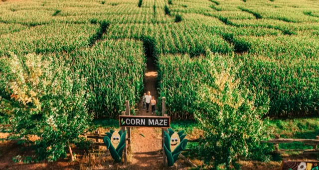 Aerial view of a corn maze with a wooden entrance sign labeled "Corn Maze," surrounded by green trees and fields.