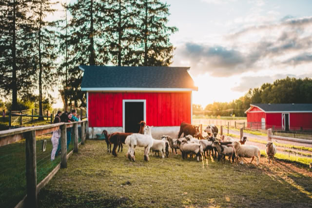 A group of goats and sheep in front of a red barn with a dark roof, surrounded by a wooden fence, with trees and another barn in the background under a partly cloudy sky.