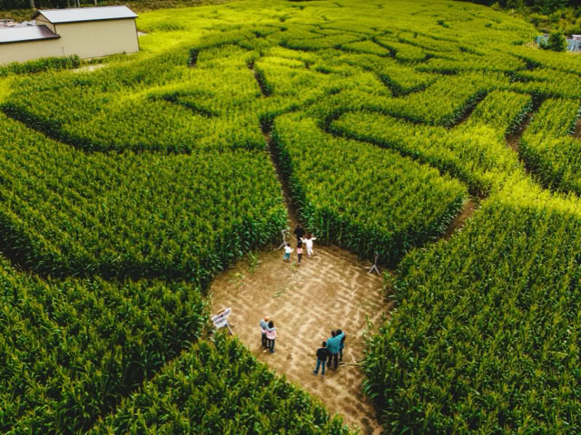 Aerial view of a corn maze with several people walking along the paths, surrounded by tall green corn plants.