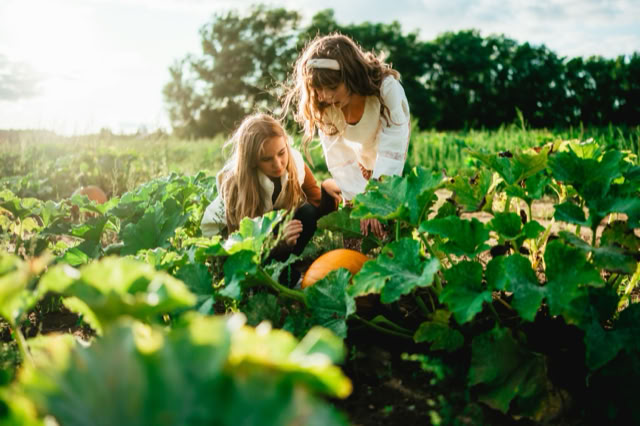 Two people in a field examining a pumpkin among green leaves, with trees and a bright sky in the background.