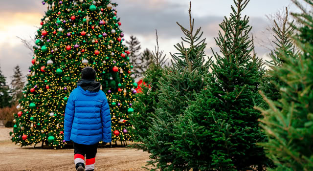 A person in warm clothes walking towards a large decorated Christmas tree, surrounded by smaller evergreen trees.